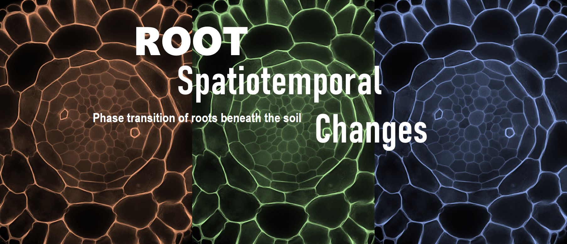 Researchers Uncover Mechanism of Root Morphology Change and Thickening