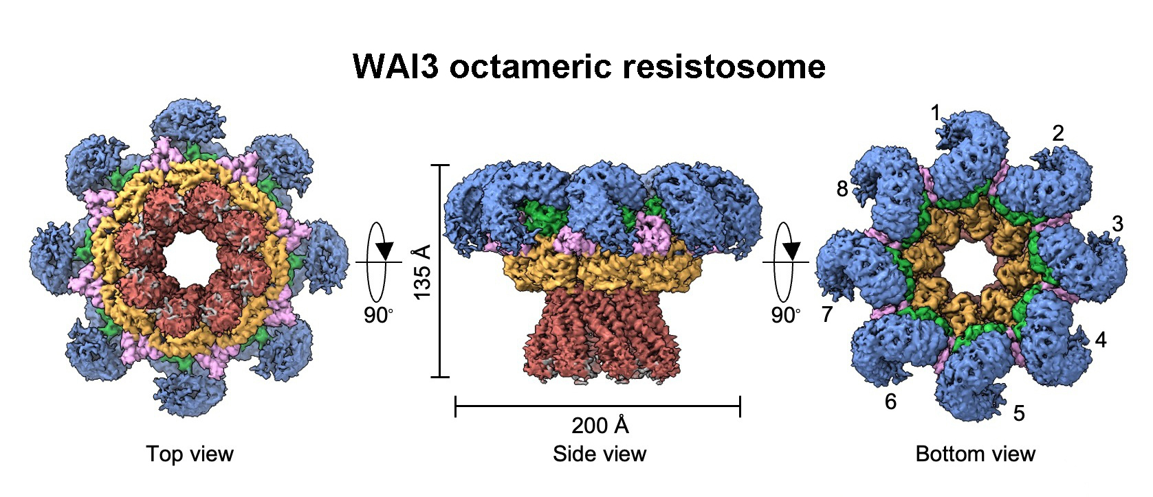 Scientists Reveals Novel Octameric Resistosome and Immune Mechanism of Wheat CCG10-NLR Receptor