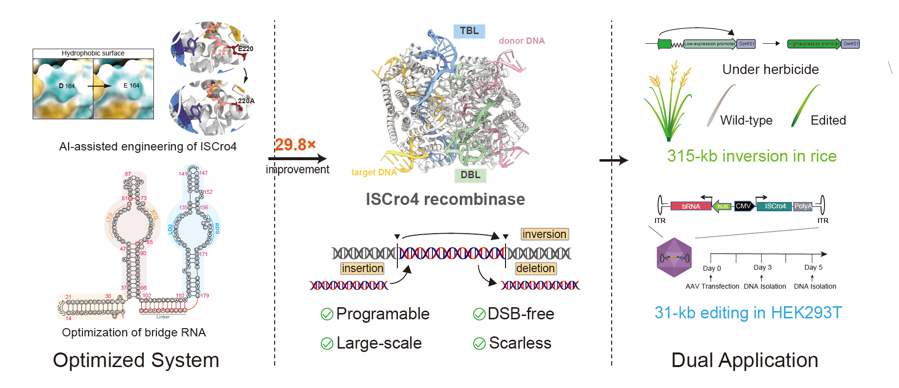 Researchers Develop Bridge RNA-Guided Large-Fragment Editing System for Cross-Kingdom Precise Genome Manipulation