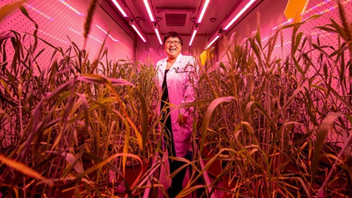 To Feed Its 1.4 Billion, China Bets Big on Genome Editing of Crops