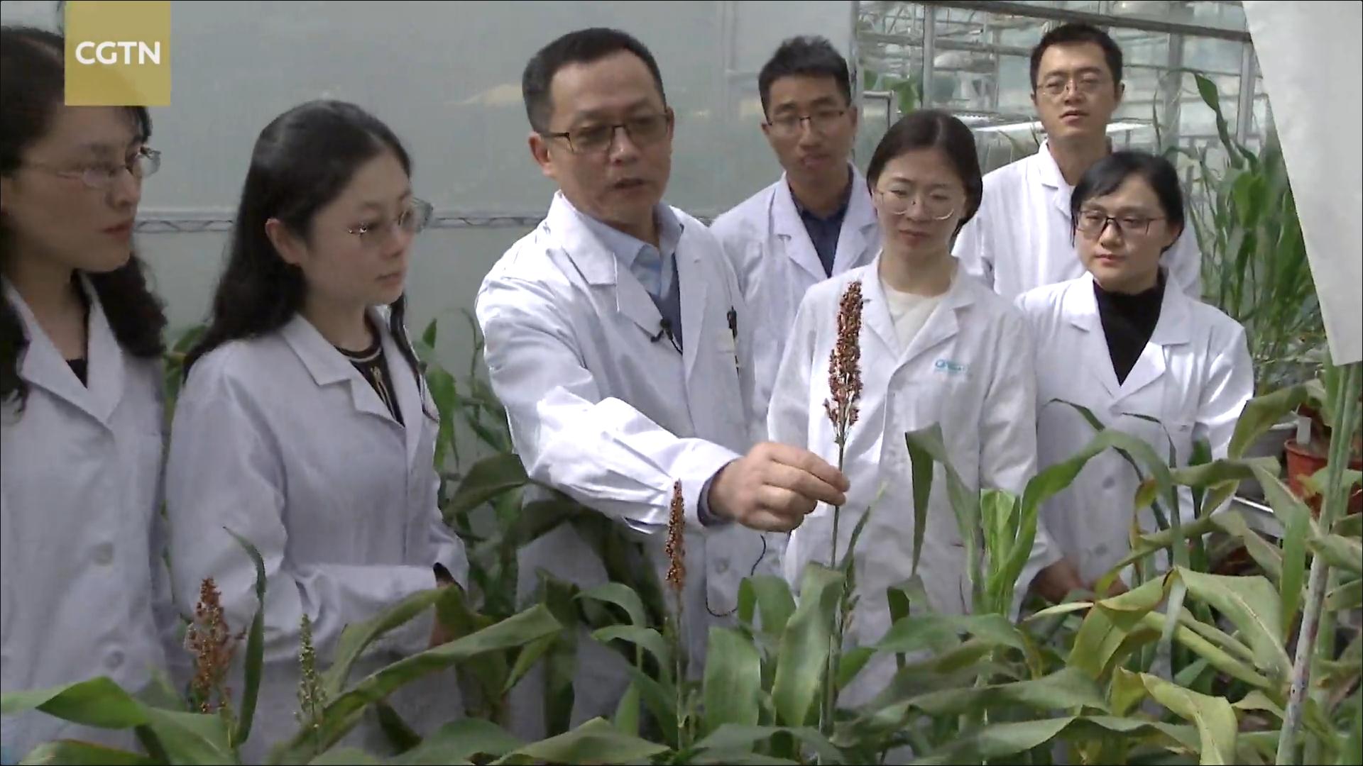 Chinese Scientists Discover Gene Linked to Crop Alkali Tolerance