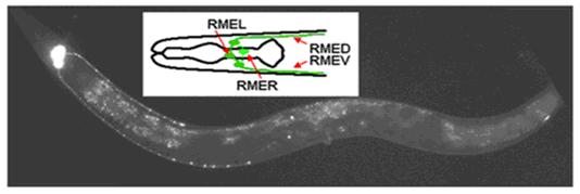 A Wnt-Frz/Ror-Dsh Pathway Regulates Neurite Outgrowth in <em>Caenorhabditis elegans</em>