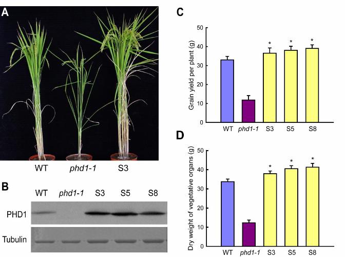 PHD1 Has Potential Use for Improving Crop Yield