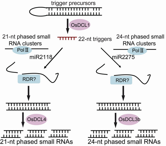 Roles of Dicer-like Proteins in Rice Phased Small RNA Biogenesis