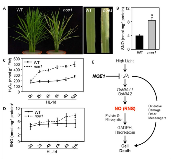 A Novel Mechanism for H2O2-induced Leaf Cell Death in Rice was Found