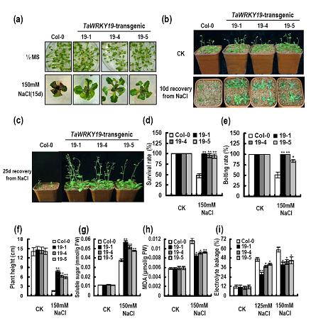 Wheat WRKY2 and WRKY19 Improve Stress Tolerance in Transgenic Plants