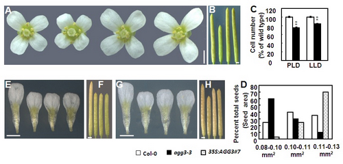 The Plant Specific AGG3 Controls Seed and Organ Size