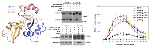 Plant Immune Receptor Activation Elucidated