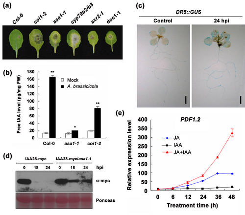 Auxin Interacts Positively with Jasmonate to Contribute to Necrotrophic Pathogen Resistance