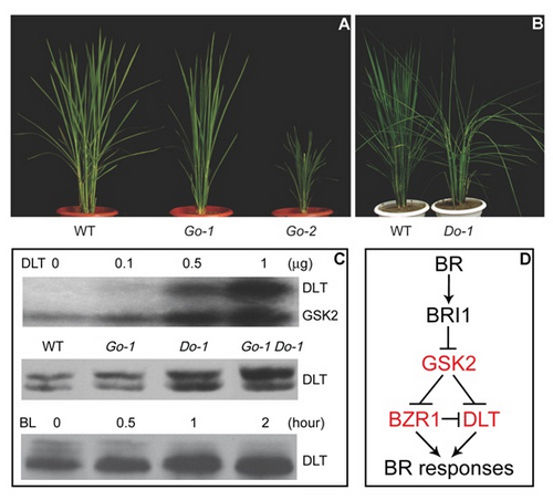Chinese Scientists Constructed Brassinosteroid Signaling Network in Rice