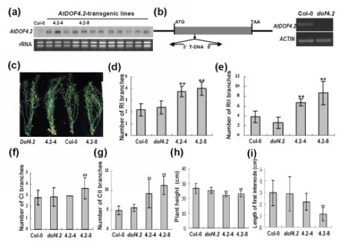 Arabidopsis DOF4.2 and DOF4.4 Regulate Branching and Seed/Silique Development