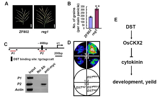 Scientists Discover New gene for Enhancing Rice Grain Production