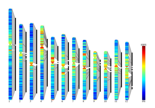 Whole-Genome Sequencing of <i>Oryza brachyantha</i> Reveals Mechanisms Underlying <i>Oryza </i>Genome Evolution