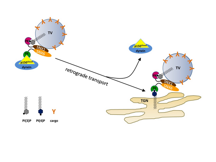 Scientists Discover a Novel Mechanism for Cargo Release by the Retrograde Motor Dynein/Dynactin