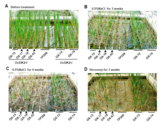 A Receptor-like Kinase Gene <EM><STRONG>OsSIK2</STRONG></EM> Promotes Salt Tolerance in Rice