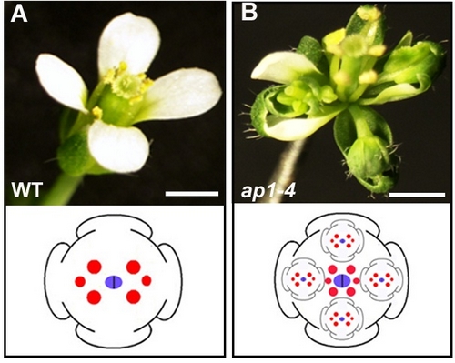 Regulation of Floral Stem Cell Activities by Modulating Hormone Homeostasis