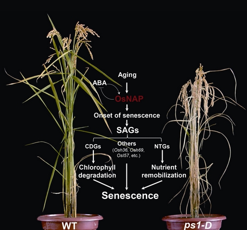 Scientists Found the Linker between ABA and Senescence in Rice