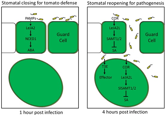 Closely-Related NAC Transcription Factors of Tomato Differentially Regulate Stomatal Closure and Re-opening during Pathogen Attack