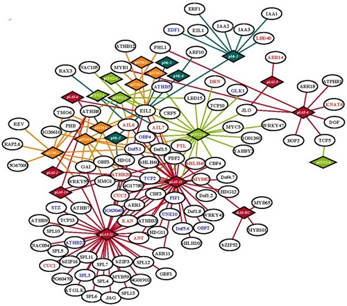 A Systems Biology Analysis of Organ Boundary-enriched Gene Regulatory Network