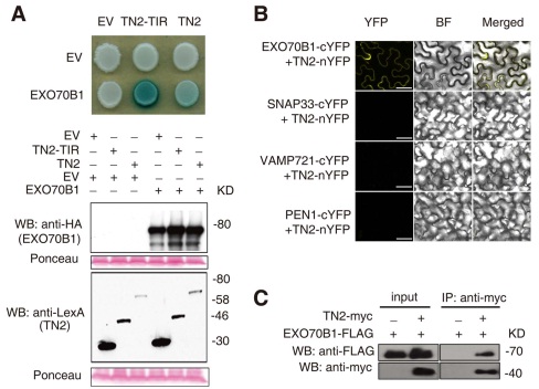 Arabidopsis TIR-NBS2 Associates Exocyst Subunit EXO70B1, and Modulates Plant Immunity