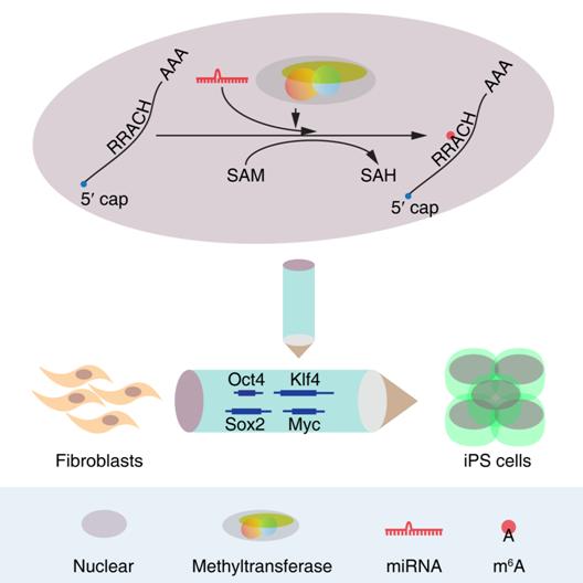 N<sup>6</sup>-methyladenosine RNA Methylation is Regulated by microRNAs and Promotes Reprogramming to Pluripotency