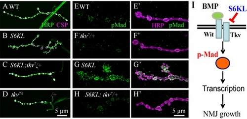 <I>Drosophila S6 Kinase Like</I> Inhibits Neuromuscular Junction Growth by Downregulating the BMP Receptor Thickveins