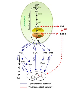 Tryptophan-independent Auxin Biosynthesis Contributes to Early Embryogenesis in <EM>Arabidopsis</EM>
