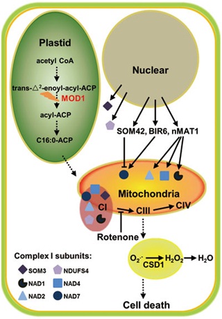 Deficient Plastidic Fatty Acid Synthesis Triggers Cell Death in Plant