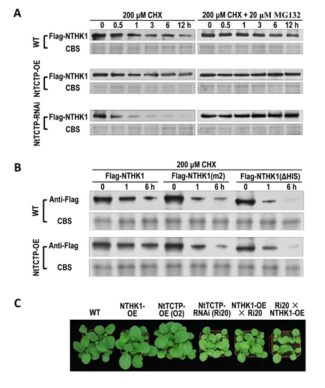 Translationally Controlled Tumor Protein (TCTP) Stabilizes Ethylene Receptor NTHK1 and Promotes Plant Growth