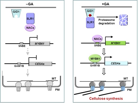 A Gibberellin-Mediated DELLA-NAC Signaling Cascade Regulates Cellulose Synthesis