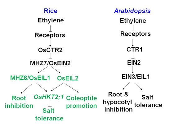 MHZ6/OsEIL1 and OsEIL2 Negatively Affect Salt Tolerance in Rice