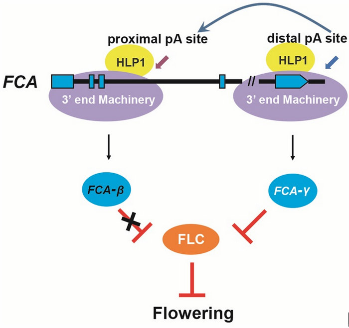 HLP1 Controls Plant Flowering by Alternative Polyadenylation