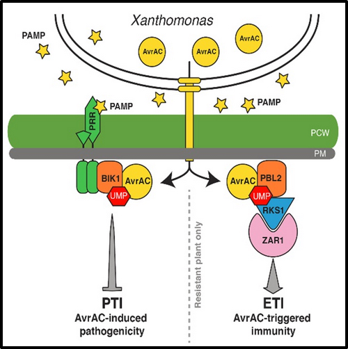 Plants Trick Bacterium with a Decoy