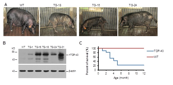 Establishment of a Novel Transgenic Pig Model for Amyotrophic Lateral Sclerosis