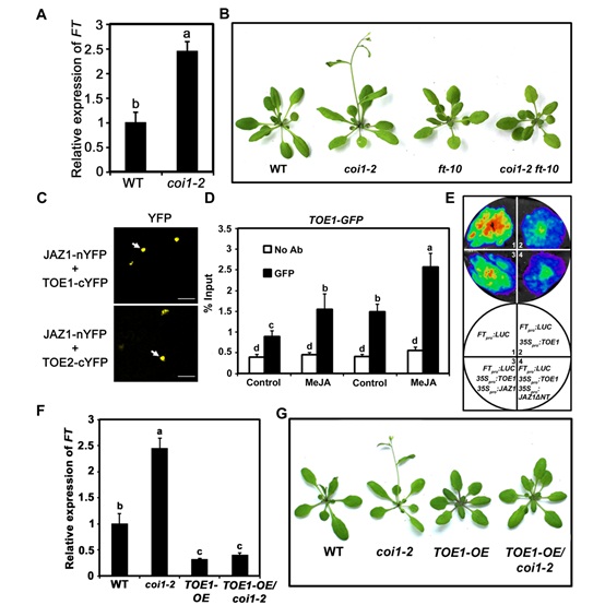 Transcriptional Mechanism of Jasmonate in Regulating Flowering Time in Arabidopsis Was Found