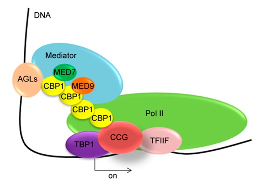 A Novel Regulator of Central Cell-Mediated Pollen Tube Guidance Uncovered