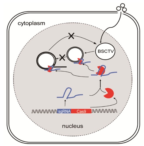 Chinese Researchers Stop Plant Virus with CRISPR-Cas