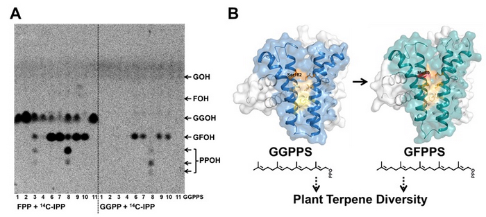 GGPPS-Like Gene Family Play a Key Role in Plant Terpenoid Diversity