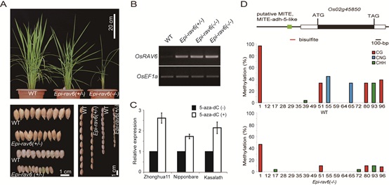 Epigenetic Mutation of RAV6 Affects Leaf Angle and Seed Size in Rice