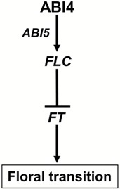 Insight of Abscisic Acid in Plant Flowering Time Control