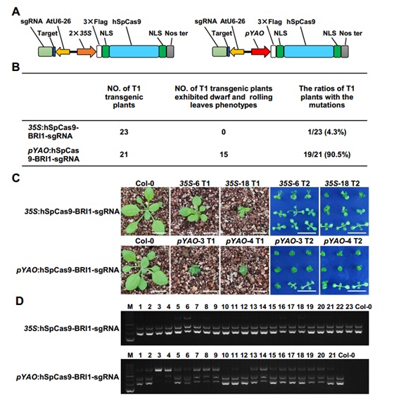 <I>pYAO</I></B><STRONG>-</STRONG>based CRISPR/Cas9 Creates High Genome Editing Efficiency in <I>Arabidopsis</I>