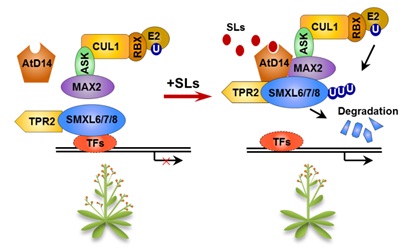 Key Repressors in Strigolactone Signaling in Arabidopsis Was Found