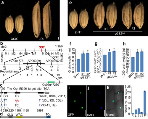 Chinese Scientists Find a New Regulatory Module Controlling Grain Size and Yield in Rice