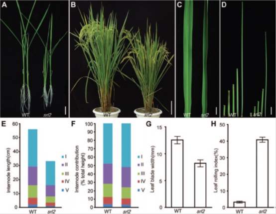 A New Gene Controls Leaf Rolling in Rice