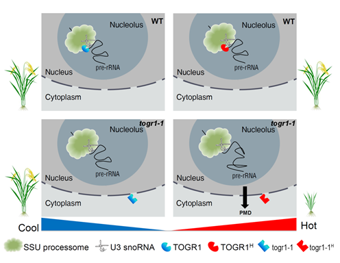 IGDB Scientists Revealed a Key Mechanism of Plant Thermotolerance