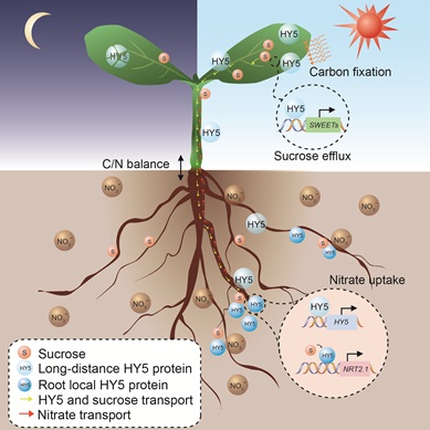 Molecular Mechanism of the Underlying Regulatory Long-distance Shoot-root Communication Is Revealed