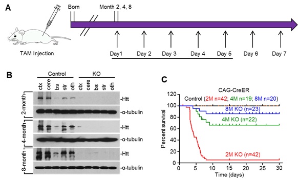 Knocking Down Huntingtin in Adult Brains for Treating Huntington Disease Might Safe