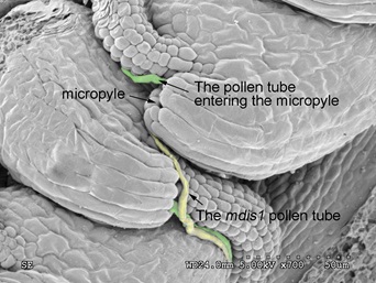 The Receptors Perceiving the Female Attractant in Plants Identified