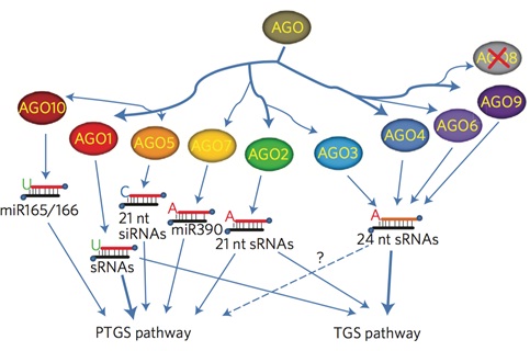 A New Component in Regulating Plant DNA Methylation Identified