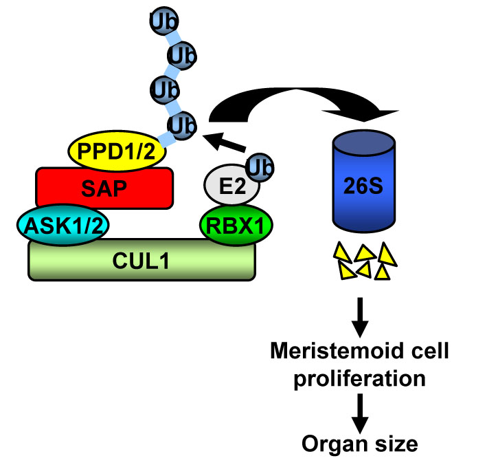 Scientists Find a Novel Mechanism of Meristemoid Cells in Plant Organ Size Control